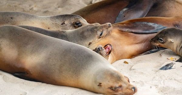 Galápagos travel insurance: 5 plans quote for the islands, only 1 covers diving